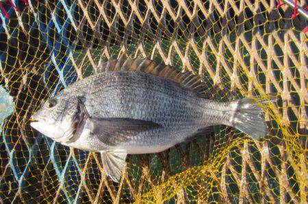 オリジナルメーカー海づり公園(市原市海づり施設) 釣果