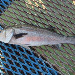 オリジナルメーカー海づり公園(市原市海づり施設) 釣果