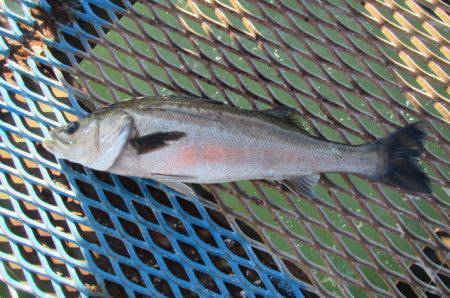オリジナルメーカー海づり公園(市原市海づり施設) 釣果