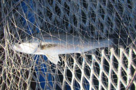 オリジナルメーカー海づり公園(市原市海づり施設) 釣果