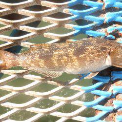 オリジナルメーカー海づり公園(市原市海づり施設) 釣果