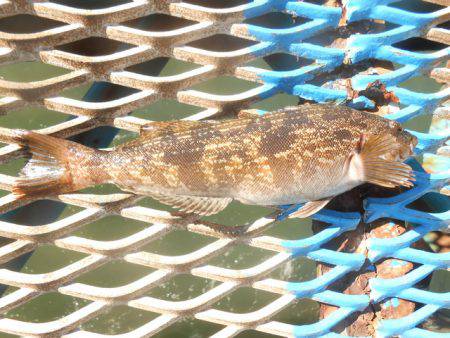 オリジナルメーカー海づり公園(市原市海づり施設) 釣果