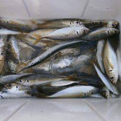 大阪南港海つり公園 釣果