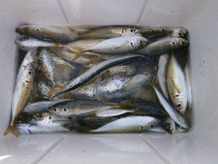 大阪南港海つり公園 釣果