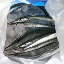 大阪南港海つり公園 釣果