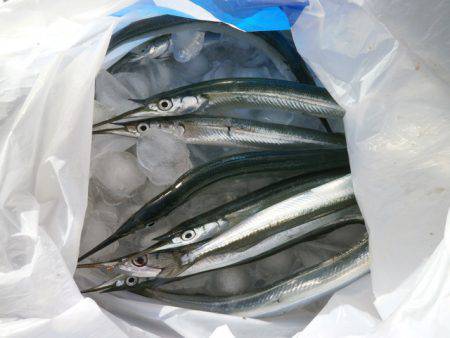 大阪南港海つり公園 釣果