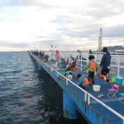 オリジナルメーカー海づり公園(市原市海づり施設) 釣果