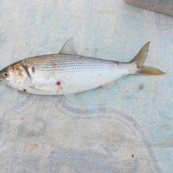 オリジナルメーカー海づり公園(市原市海づり施設) 釣果