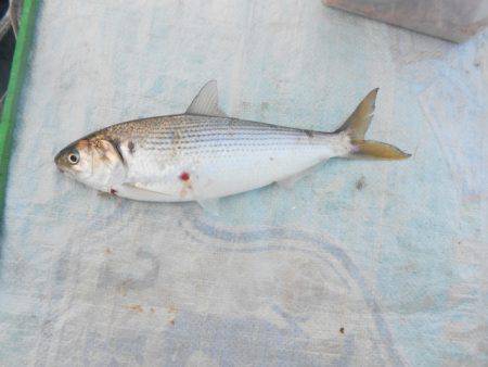 オリジナルメーカー海づり公園(市原市海づり施設) 釣果