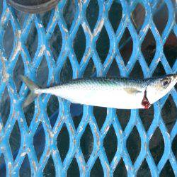 オリジナルメーカー海づり公園(市原市海づり施設) 釣果