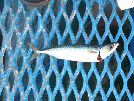 オリジナルメーカー海づり公園(市原市海づり施設) 釣果