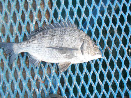 オリジナルメーカー海づり公園(市原市海づり施設) 釣果