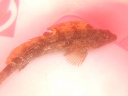 オリジナルメーカー海づり公園(市原市海づり施設) 釣果