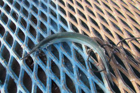 オリジナルメーカー海づり公園(市原市海づり施設) 釣果