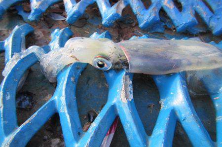 オリジナルメーカー海づり公園(市原市海づり施設) 釣果