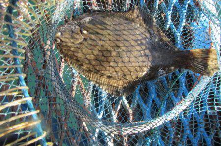 オリジナルメーカー海づり公園(市原市海づり…