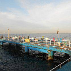 オリジナルメーカー海づり公園(市原市海づり施設) 釣果