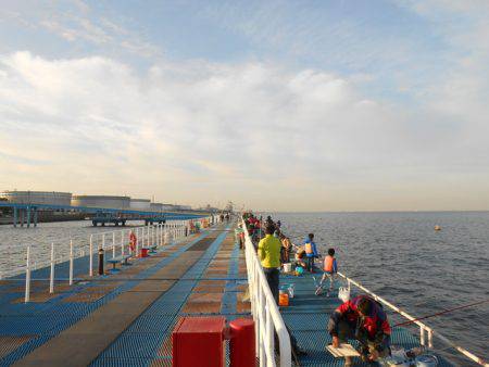 オリジナルメーカー海づり公園(市原市海づり施設) 釣果