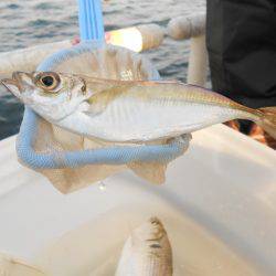 オリジナルメーカー海づり公園(市原市海づり施設) 釣果