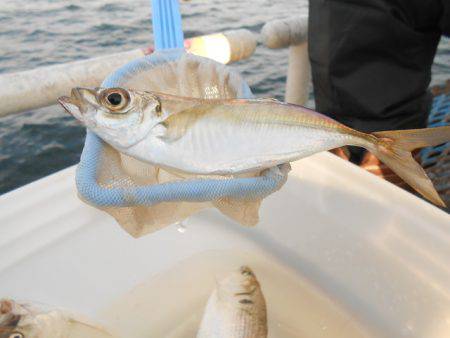 オリジナルメーカー海づり公園(市原市海づり…