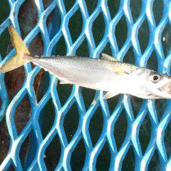 オリジナルメーカー海づり公園(市原市海づり施設) 釣果