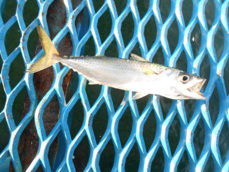 オリジナルメーカー海づり公園(市原市海づり施設) 釣果