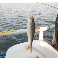 オリジナルメーカー海づり公園(市原市海づり施設) 釣果