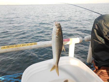 オリジナルメーカー海づり公園(市原市海づり施設) 釣果