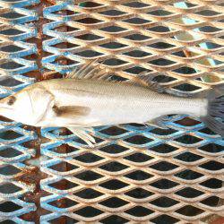 オリジナルメーカー海づり公園(市原市海づり施設) 釣果