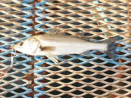 オリジナルメーカー海づり公園(市原市海づり施設) 釣果