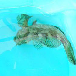 オリジナルメーカー海づり公園(市原市海づり施設) 釣果