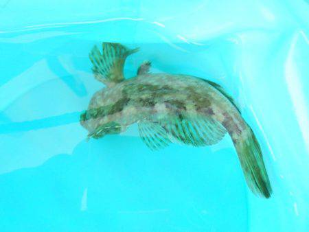 オリジナルメーカー海づり公園(市原市海づり施設) 釣果