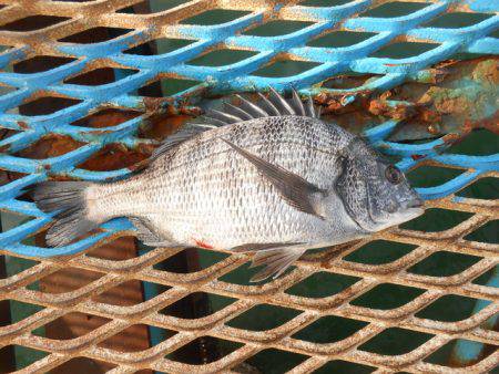 オリジナルメーカー海づり公園(市原市海づり施設) 釣果