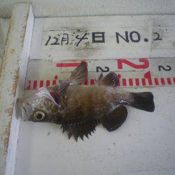 姫路市立遊魚センター 釣果