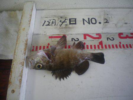 姫路市立遊魚センター 釣果