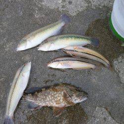 大阪南港海つり公園 釣果