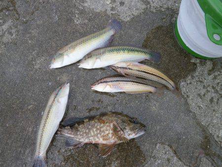 大阪南港海つり公園 釣果