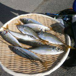 大阪南港海つり公園 釣果