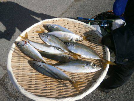 大阪南港海つり公園 釣果