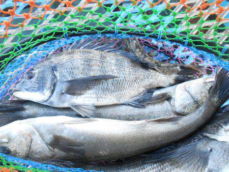 オリジナルメーカー海づり公園(市原市海づり…