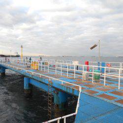 オリジナルメーカー海づり公園(市原市海づり施設) 釣果