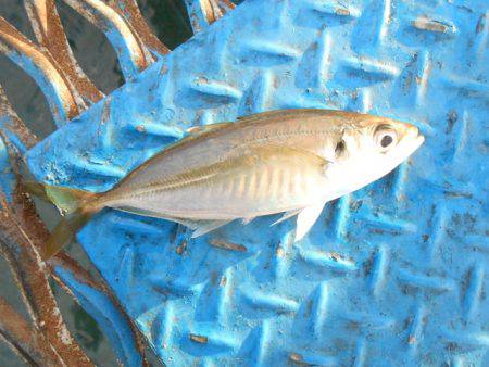 オリジナルメーカー海づり公園(市原市海づり施設) 釣果