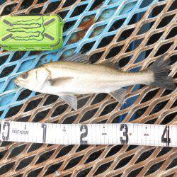 オリジナルメーカー海づり公園(市原市海づり施設) 釣果