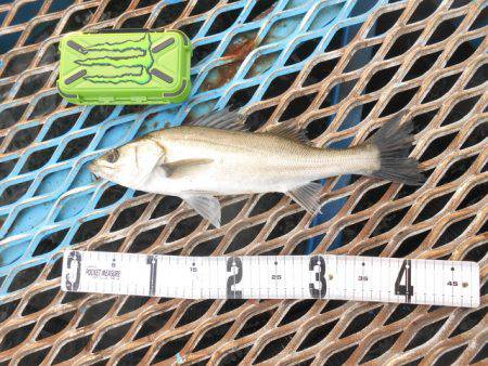 オリジナルメーカー海づり公園(市原市海づり施設) 釣果