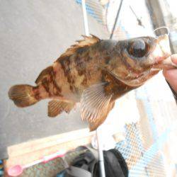 オリジナルメーカー海づり公園(市原市海づり施設) 釣果