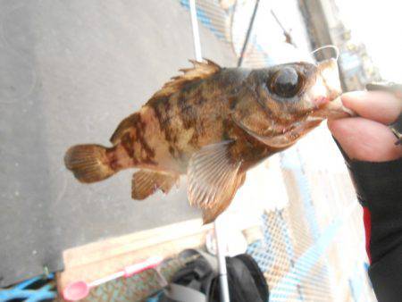 オリジナルメーカー海づり公園(市原市海づり施設) 釣果