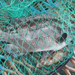 オリジナルメーカー海づり公園(市原市海づり施設) 釣果