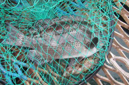 オリジナルメーカー海づり公園(市原市海づり施設) 釣果