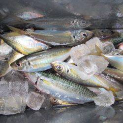 オリジナルメーカー海づり公園(市原市海づり施設) 釣果