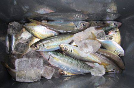 オリジナルメーカー海づり公園(市原市海づり施設) 釣果